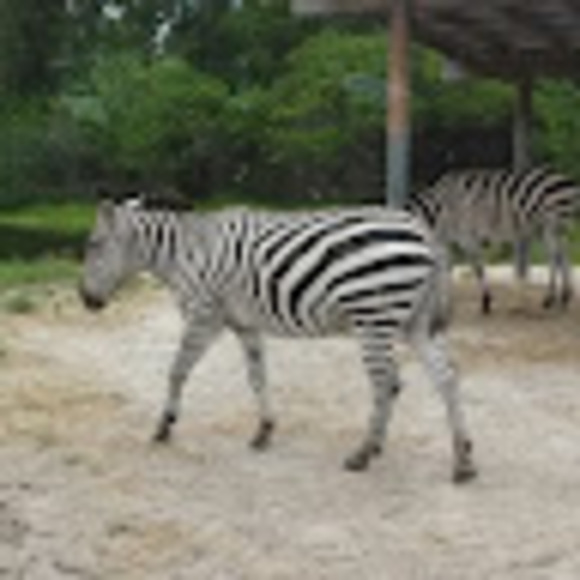 Meet your Posher, Saonarah - Picture 1 of 1